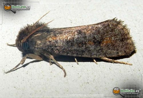 Thumbnail image of the Clemens-Grass-Tubeworm-Moth