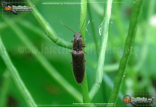 Thumbnail image of the Click-Beetle-Athous-cucullatus