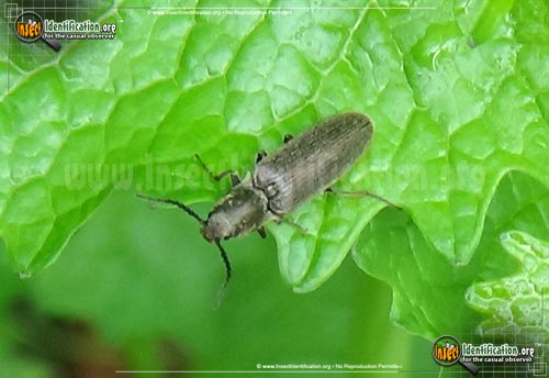 Thumbnail image #2 of the Click-Beetle-Athous-cucullatus