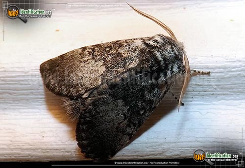 Thumbnail image of the Close-Banded-Yellowhorn-Moth