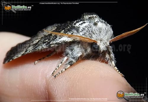 Thumbnail image #2 of the Close-Banded-Yellowhorn-Moth