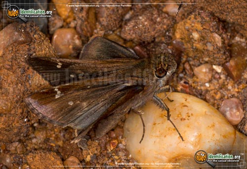 Thumbnail image of the Clouded-Skipper-Butterfly