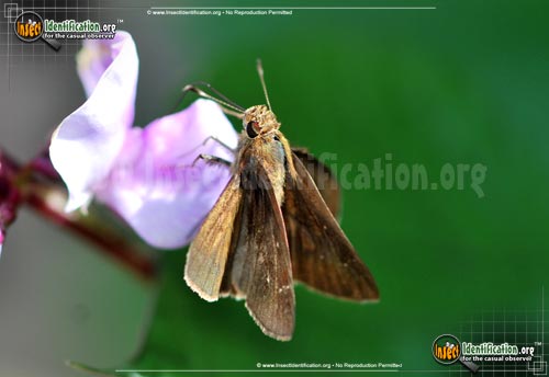 Thumbnail image #2 of the Clouded-Skipper-Butterfly