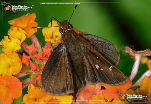 Thumbnail image #2 of the Clouded-Skipper-Butterfly