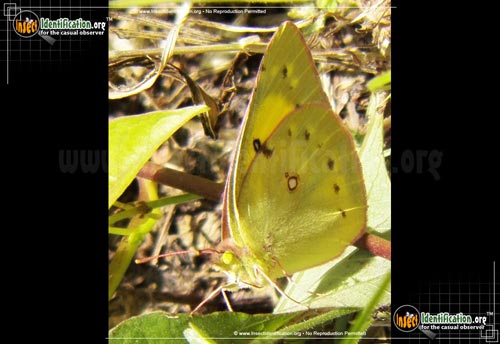 Thumbnail image of the Clouded-Sulphur-Butterfly