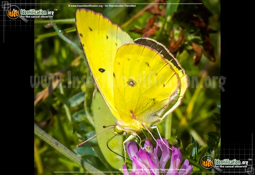 Thumbnail image #3 of the Clouded-Sulphur-Butterfly