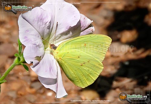Thumbnail image of the Cloudless-Sulphur-Butterfly