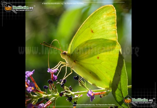 Thumbnail image #5 of the Cloudless-Sulphur-Butterfly