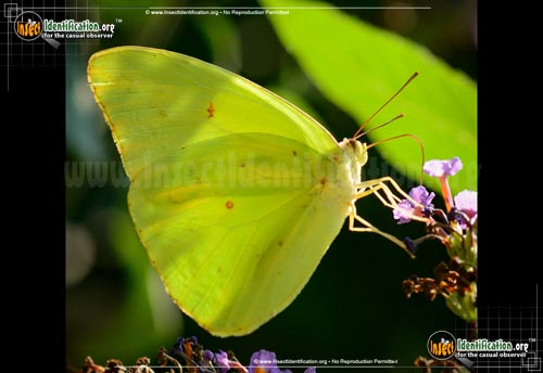 Thumbnail image #3 of the Cloudless-Sulphur-Butterfly