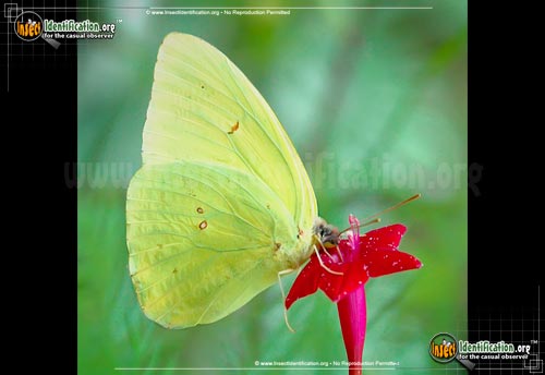 Thumbnail image #4 of the Cloudless-Sulphur-Butterfly