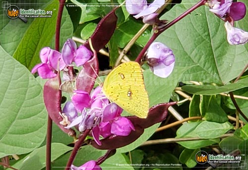 Thumbnail image #2 of the Cloudless-Sulphur-Butterfly
