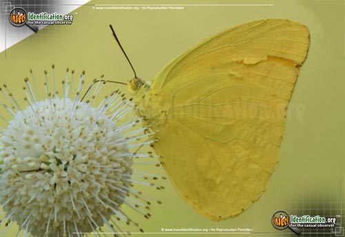 Thumbnail image #6 of the Cloudless-Sulphur-Butterfly