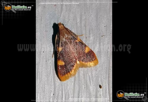 Thumbnail image of the Clover-Hayworm--Moth