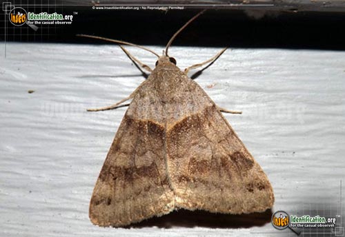 Thumbnail image of the Clover-Looper-Moth
