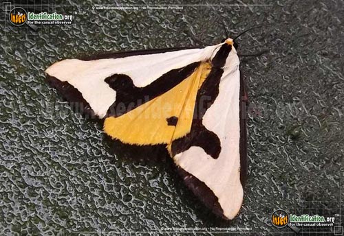 Thumbnail image #2 of the Clymene-Haploa-Moth