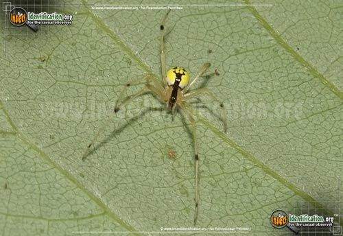 Thumbnail image of the Cobweb-Spider-Theridion