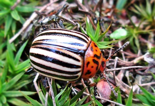 Thumbnail image of the Colorado-Potato-Beetle