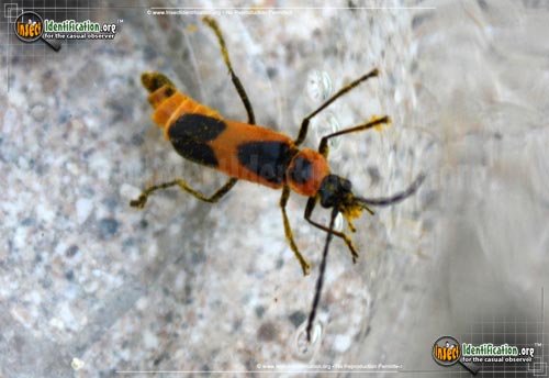 Thumbnail image #2 of the Colorado-Soldier-Beetle