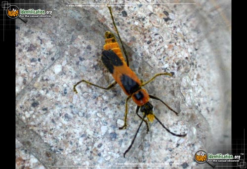 Thumbnail image #3 of the Colorado-Soldier-Beetle