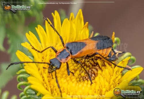 Thumbnail image of the Colorado-Soldier-Beetle