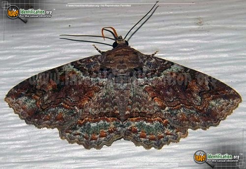 Thumbnail image of the Colorful-Zale-Moth