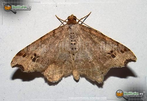 Thumbnail image of the Common-Angle-Moth