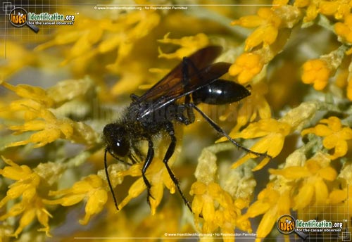 Thumbnail image of the Common-Blue-Mud-Dauber-Wasp