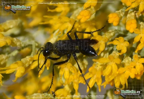 Thumbnail image #2 of the Common-Blue-Mud-Dauber-Wasp