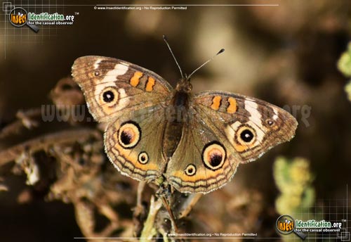 Thumbnail image #8 of the Common-Buckeye-Butterfly