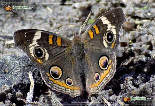 Thumbnail image #11 of the Common-Buckeye-Butterfly