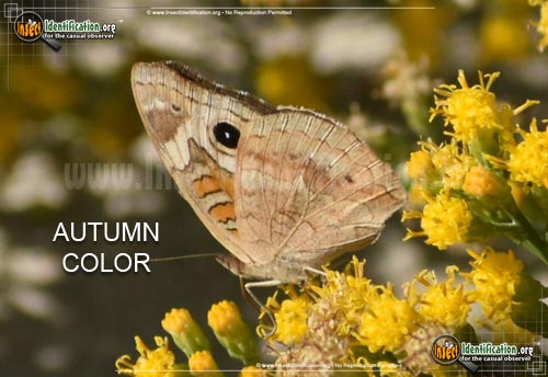 Thumbnail image #4 of the Common-Buckeye-Butterfly