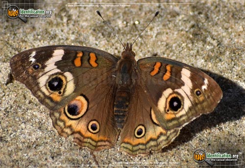 Thumbnail image #15 of the Common-Buckeye-Butterfly