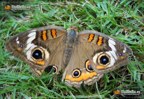 Thumbnail image #14 of the Common-Buckeye-Butterfly
