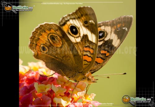 Thumbnail image #3 of the Common-Buckeye-Butterfly