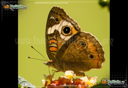 Thumbnail image #4 of the Common-Buckeye-Butterfly