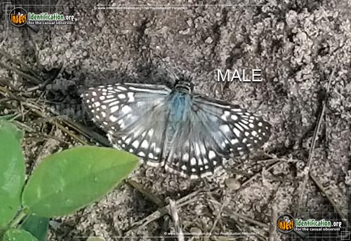 Thumbnail image #3 of the Common-Checkered-Skipper