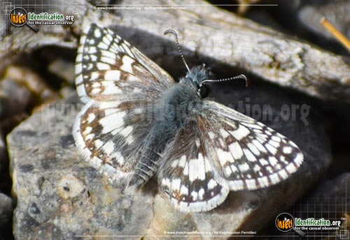 Thumbnail image #5 of the Common-Checkered-Skipper