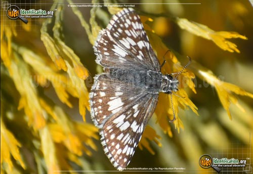 Thumbnail image #9 of the Common-Checkered-Skipper