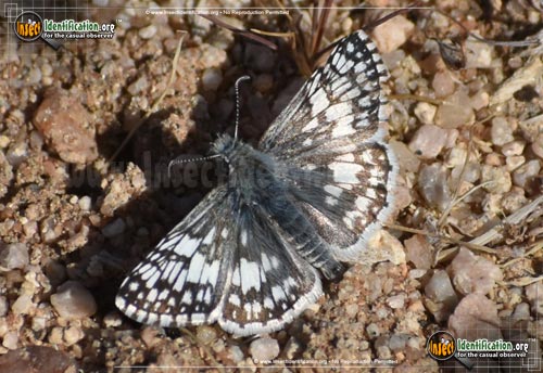 Thumbnail image #2 of the Common-Checkered-Skipper