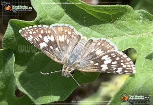 Thumbnail image #14 of the Common-Checkered-Skipper