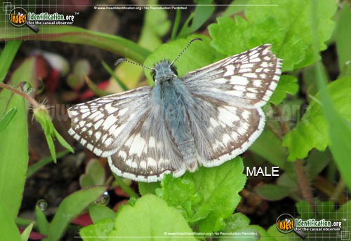Thumbnail image of the Common-Checkered-Skipper