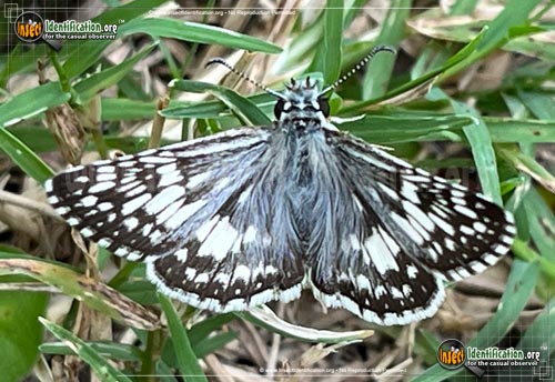 Thumbnail image #10 of the Common-Checkered-Skipper
