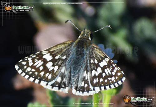 Thumbnail image #8 of the Common-Checkered-Skipper