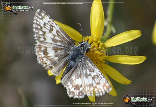 Thumbnail image #13 of the Common-Checkered-Skipper