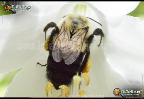 Thumbnail image #3 of the Common-Eastern-Bumble-Bee