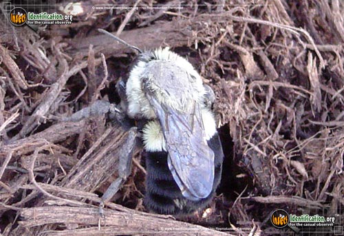 Thumbnail image #7 of the Common-Eastern-Bumble-Bee