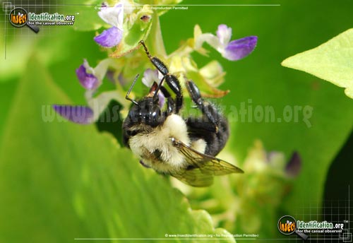 Thumbnail image #6 of the Common-Eastern-Bumble-Bee
