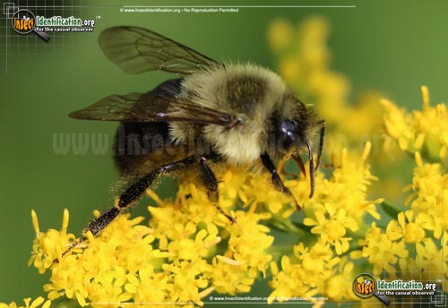 Thumbnail image #5 of the Common-Eastern-Bumble-Bee