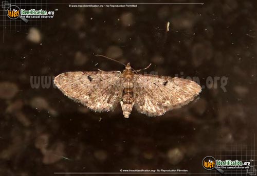 Thumbnail image of the Common-Eupithecia-Moth