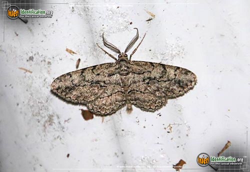 Thumbnail image of the Common-Gray-Moth